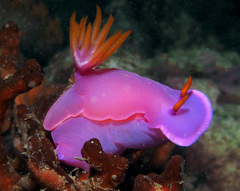 Hypselodoris variobranchia