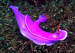 Hypselodoris variobranchia
