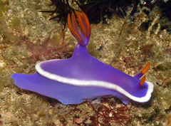 Hypselodoris variobranchia