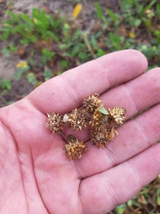 Acicarpha bonariensis