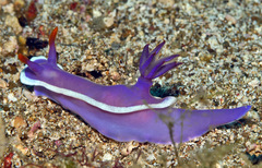 Hypselodoris variobranchia