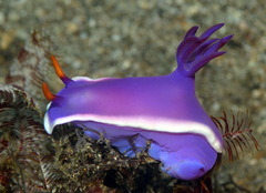 Hypselodoris variobranchia