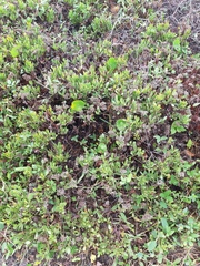 Symphyopappus casarettoi