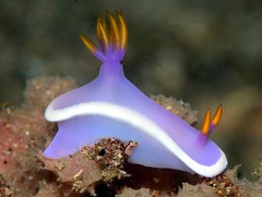 Hypselodoris variobranchia