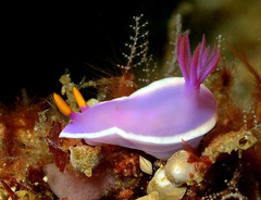 Hypselodoris variobranchia