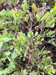 Symphyopappus casarettoi
