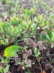 Symphyopappus casarettoi