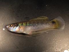 Pseudoxiphophorus bimaculatus