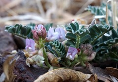 Astragalus cobrensis