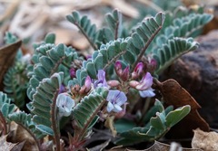 Astragalus cobrensis