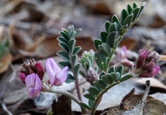 Astragalus cobrensis