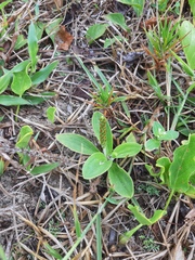 Plantago catharinea