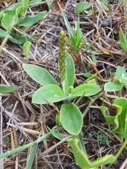 Plantago catharinea