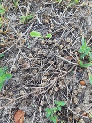 Acicarpha bonariensis