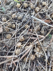 Acicarpha bonariensis