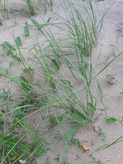Sporobolus coarctatus