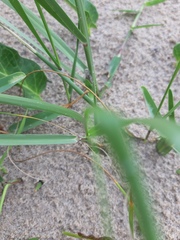 Sporobolus coarctatus