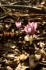 Crocus veluchensis