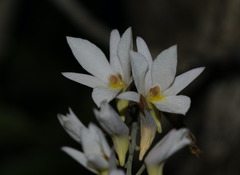 Dendrobium barbatulum