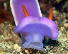 Hypselodoris variobranchia