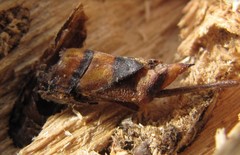 Tremex fuscicornis