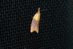 Sparganothis violaceana