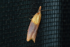 Sparganothis violaceana