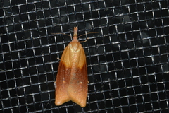 Sparganothis violaceana