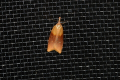 Sparganothis violaceana