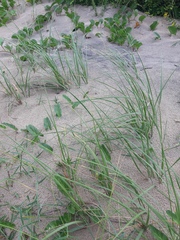 Sporobolus coarctatus