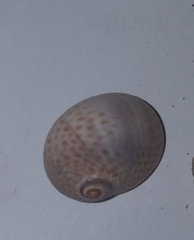 Naticarius stercusmuscarum