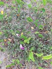 Polygala cyparissias
