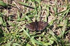 Erynnis lucilius