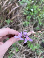 Bletia purpurea image
