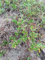 Alternanthera littoralis