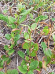 Alternanthera littoralis