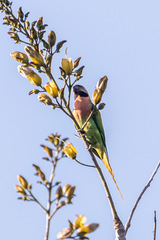 Psittacula alexandri abbotti