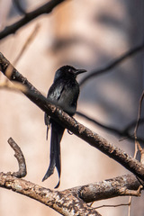 Dicrurus andamanensis