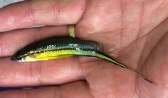 Xiphophorus hellerii