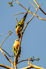 Psittacula alexandri abbotti
