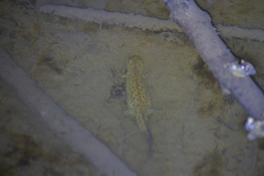 Triturus karelinii