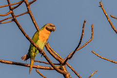 Psittacula alexandri abbotti