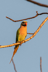 Psittacula alexandri abbotti
