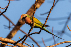 Psittacula alexandri abbotti