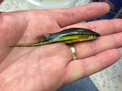 Xiphophorus hellerii