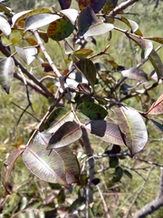 Hancornia speciosa