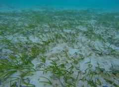Thalassia hemprichii