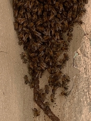 Apis mellifera