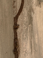 Apis mellifera