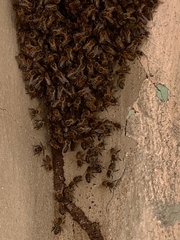 Apis mellifera